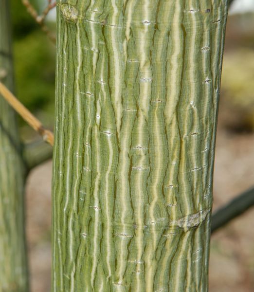 Acer davidii 'Beliveau'